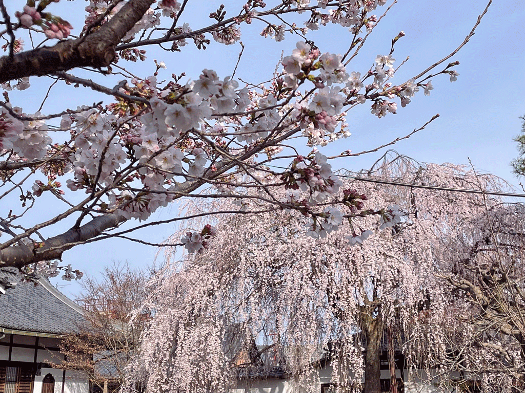 京都本満寺の桜