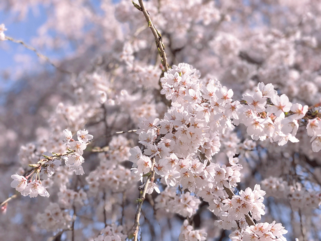 京都本満寺の桜
