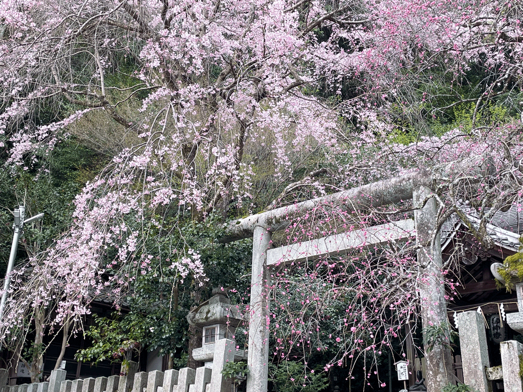 大豊神社　桜と梅