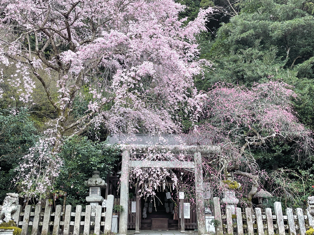 大豊神社　桜と梅
