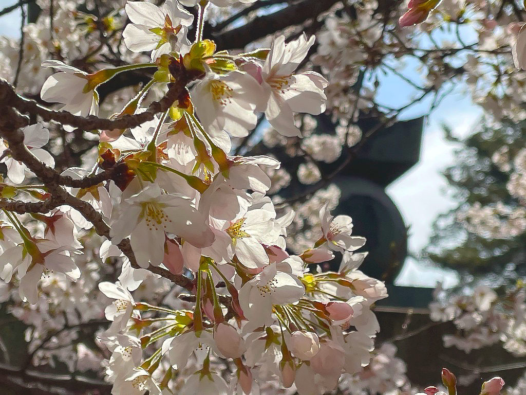 豊国廟桜