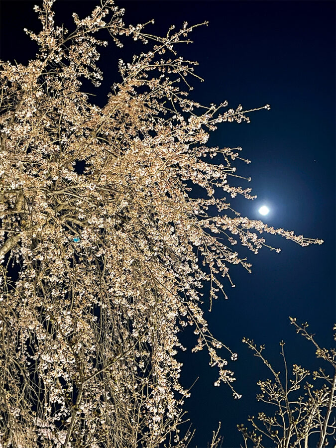 平野神社桜-1