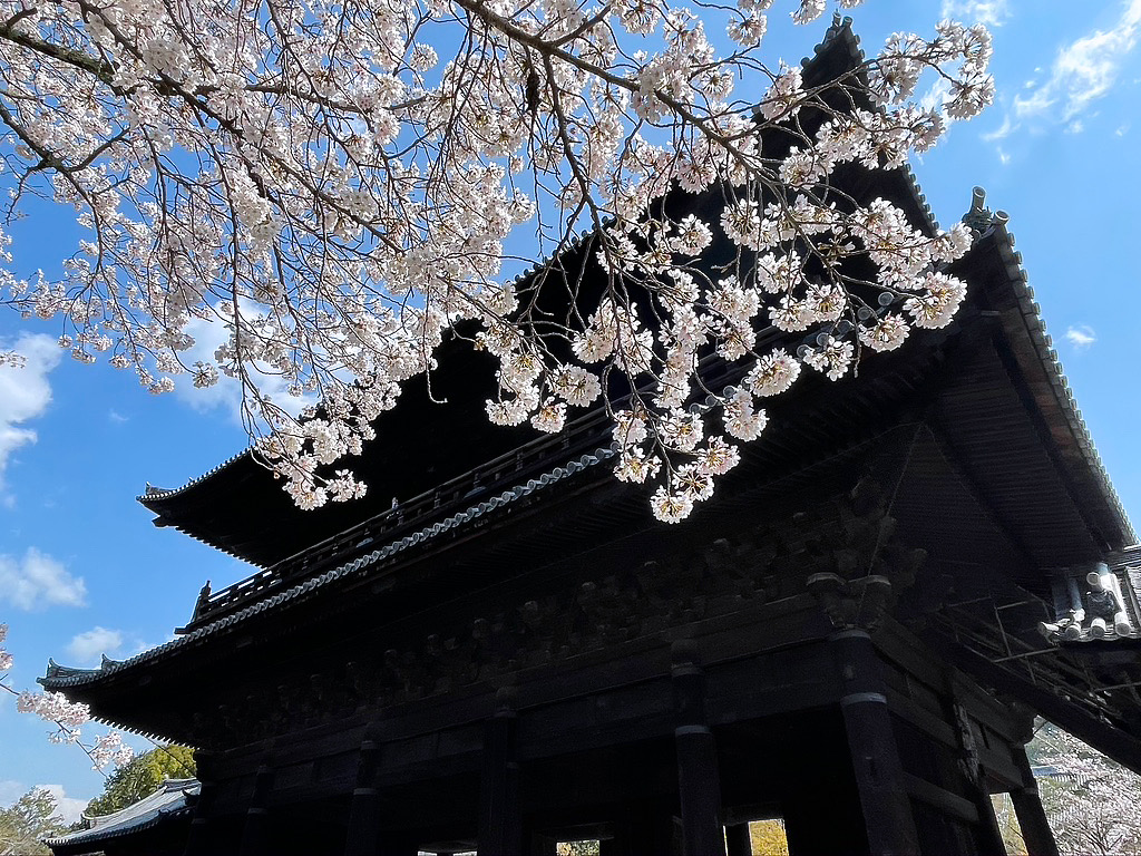 南禅寺桜-2