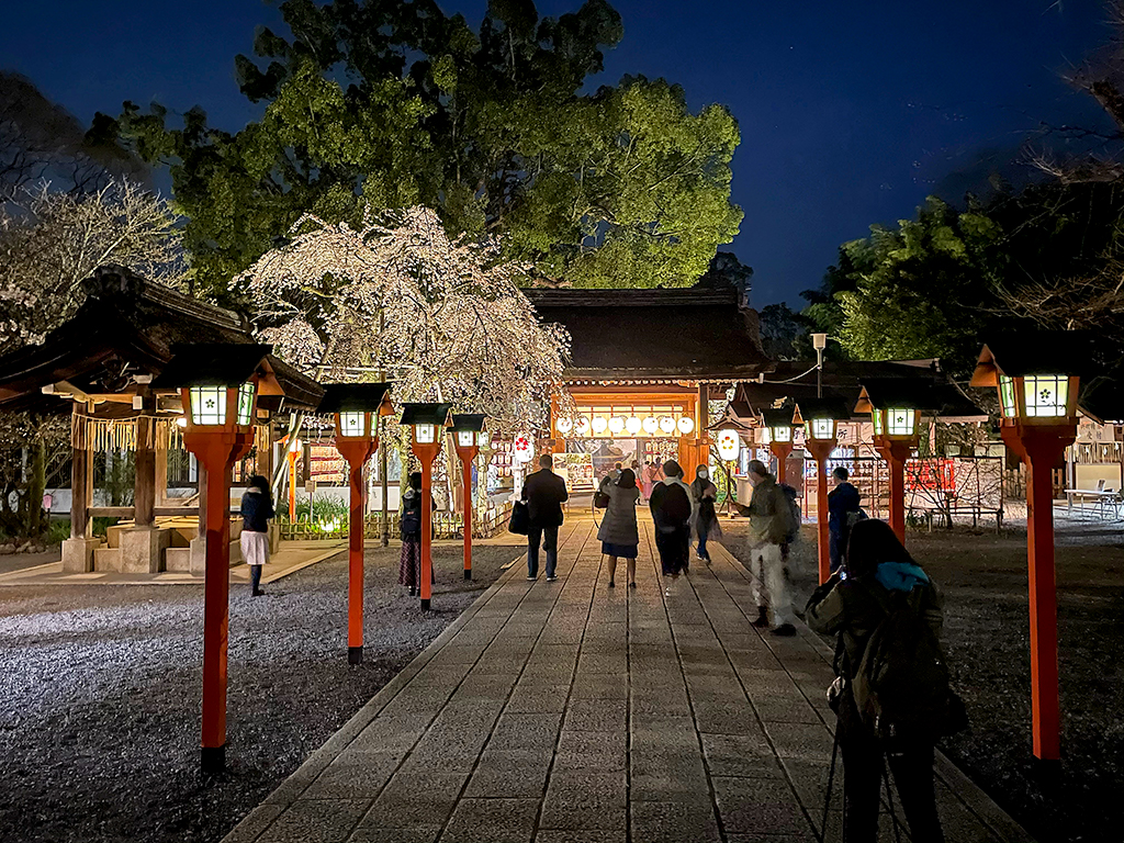平野神社桜-10