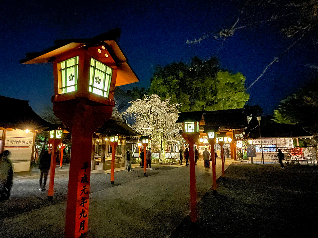 平野神社桜-13