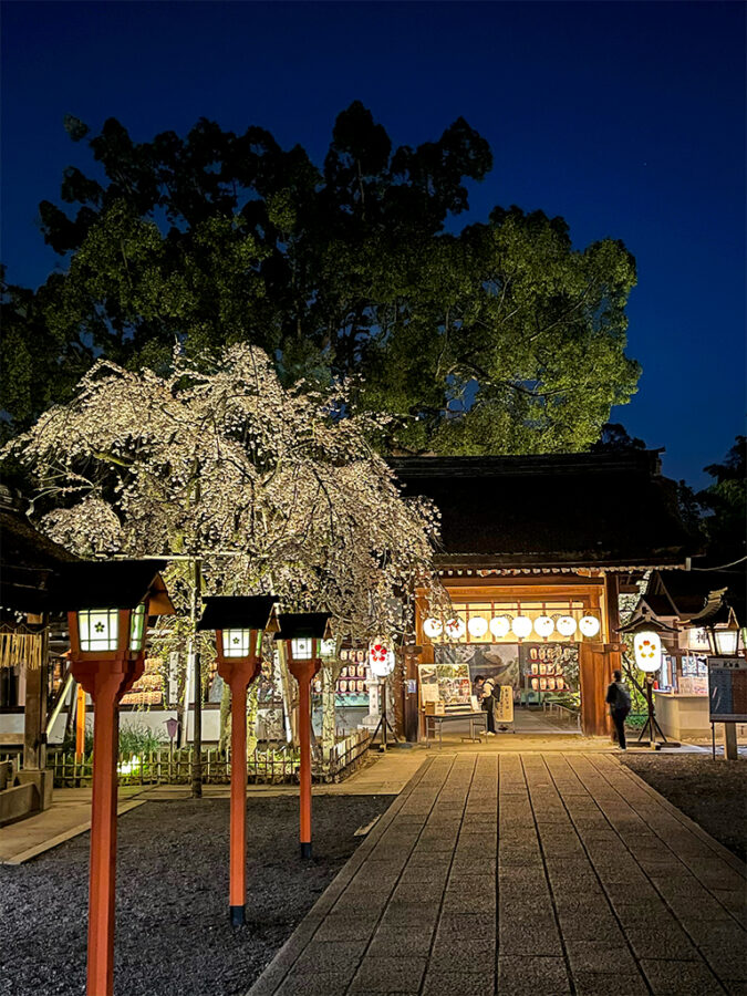 平野神社桜-2