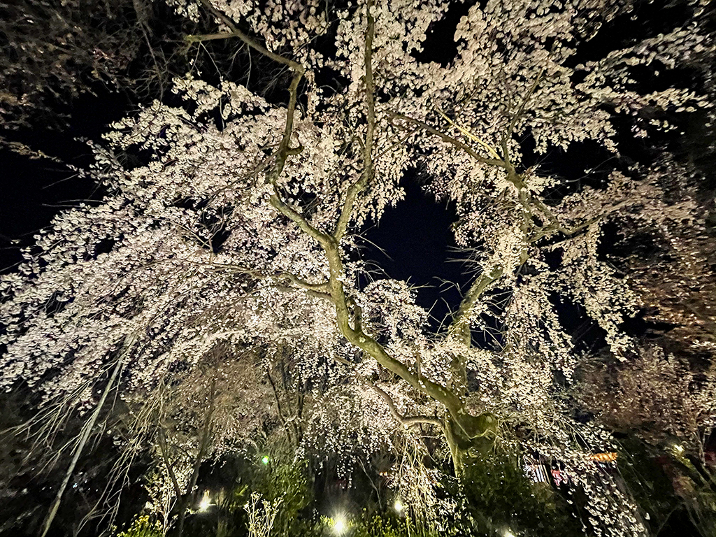 平野神社桜-4