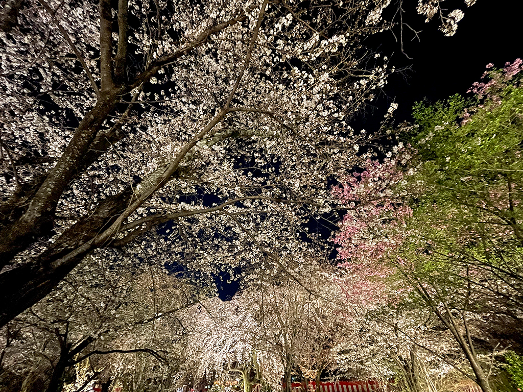 平野神社桜-5