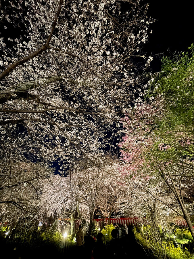 平野神社桜-6