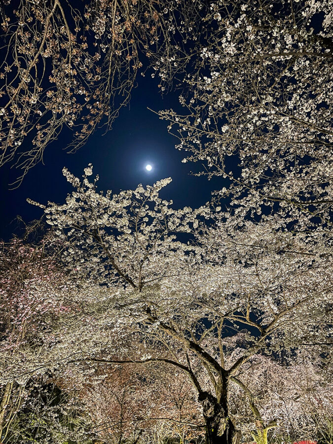 平野神社桜-8