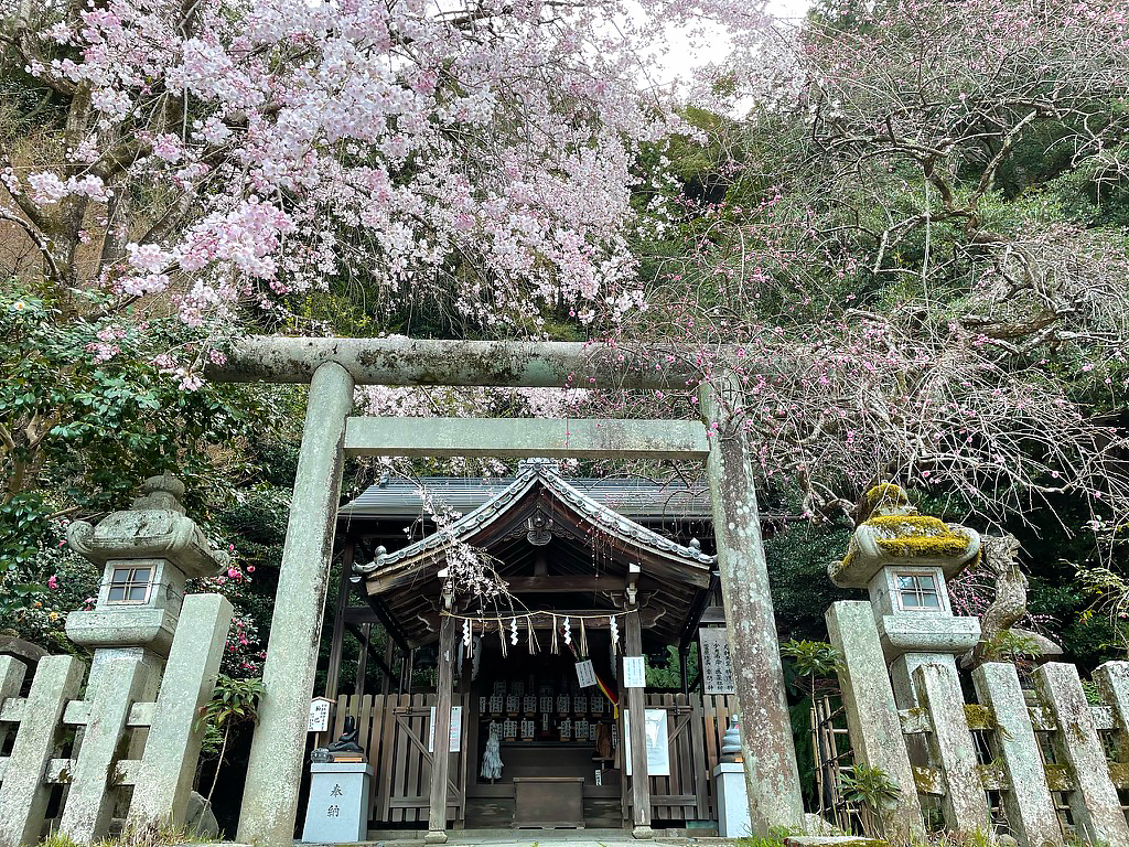大豊神社桜-1