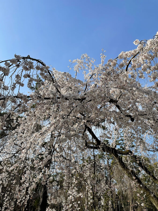 京都御苑桜-2