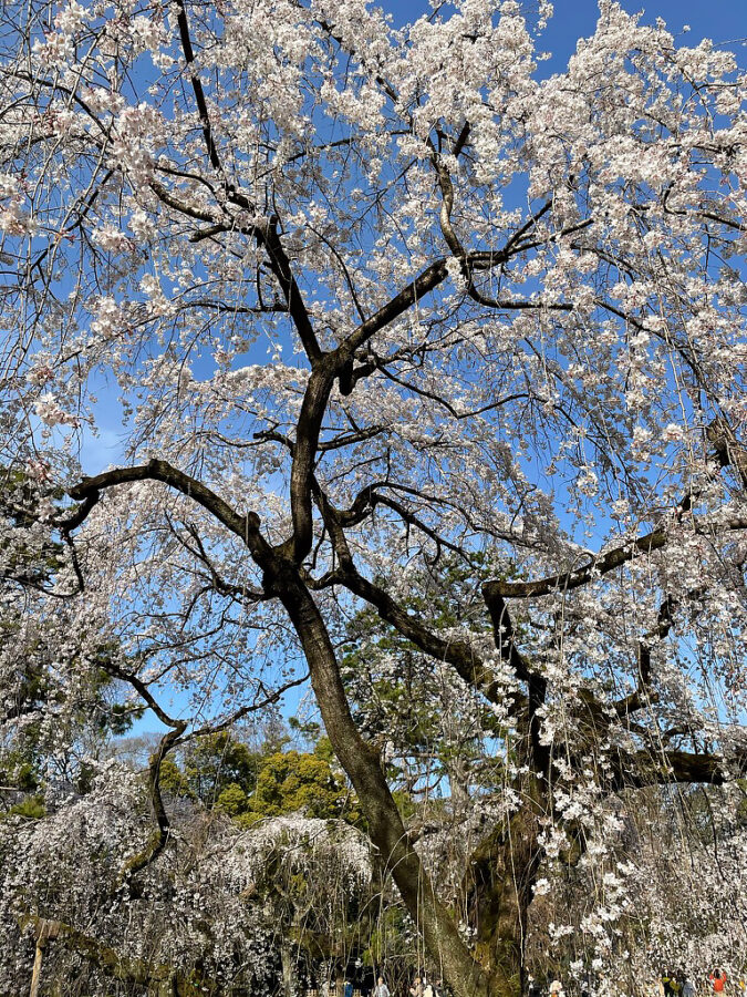 京都御苑桜-3