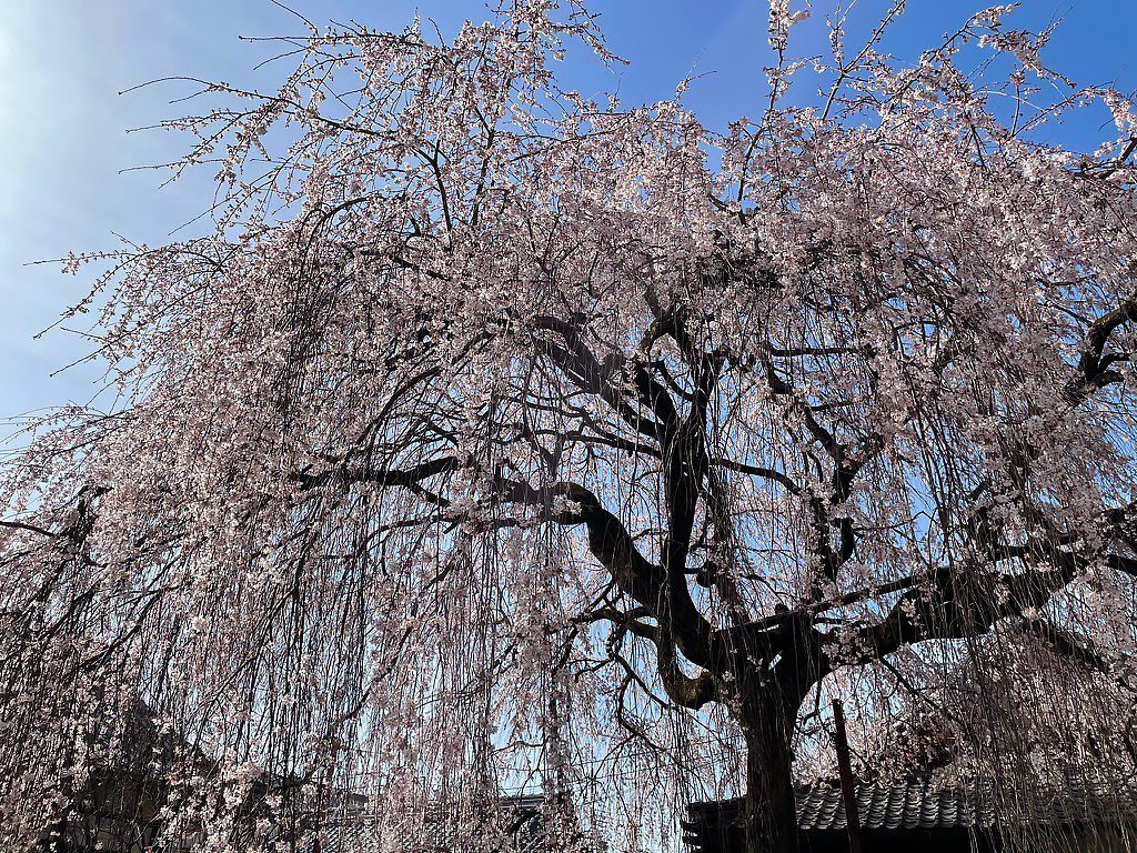 本満寺桜