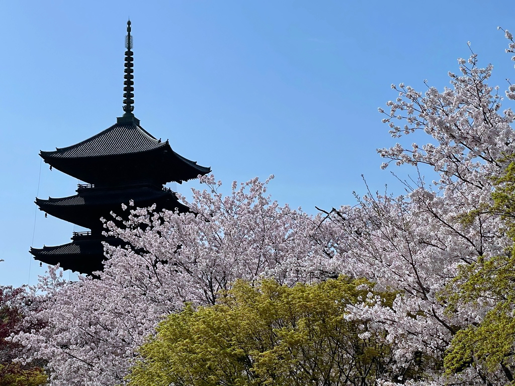 東寺の桜-1