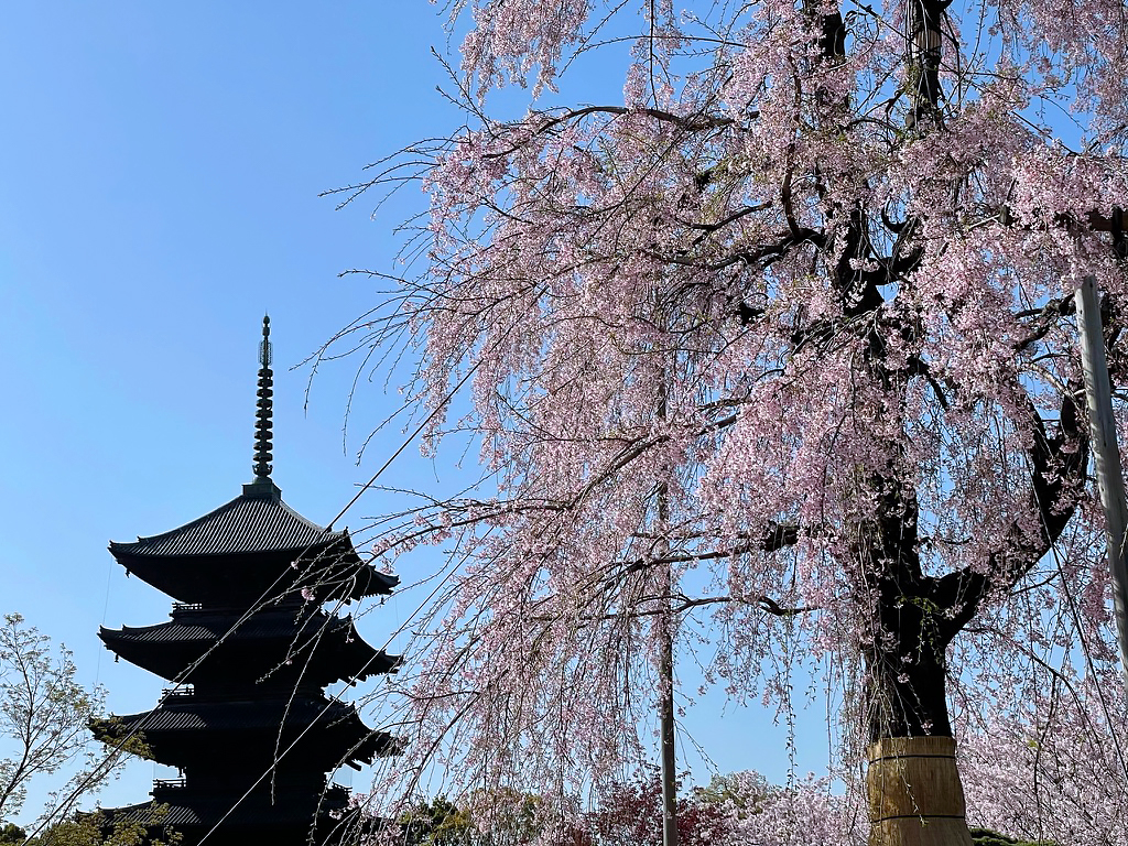 東寺の桜-2