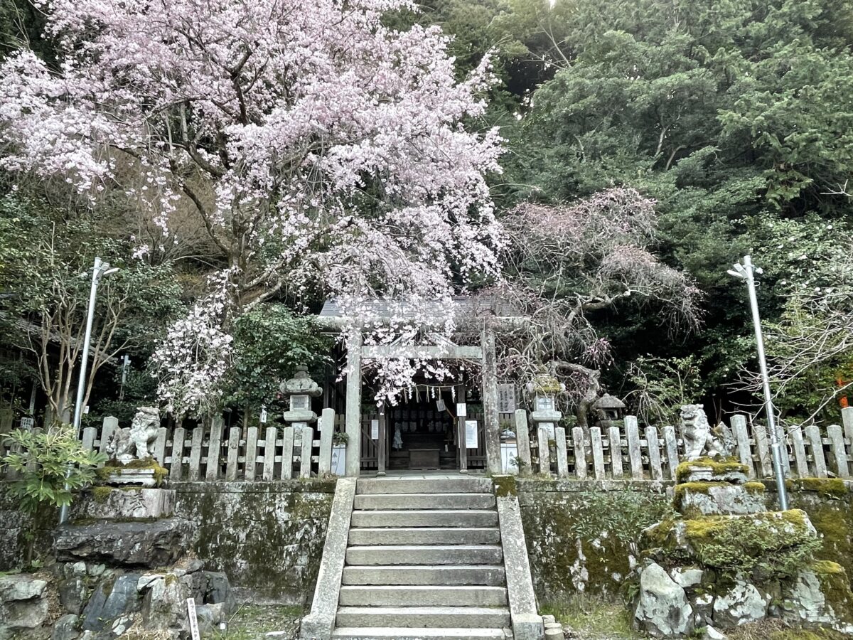 大豊神社の桜