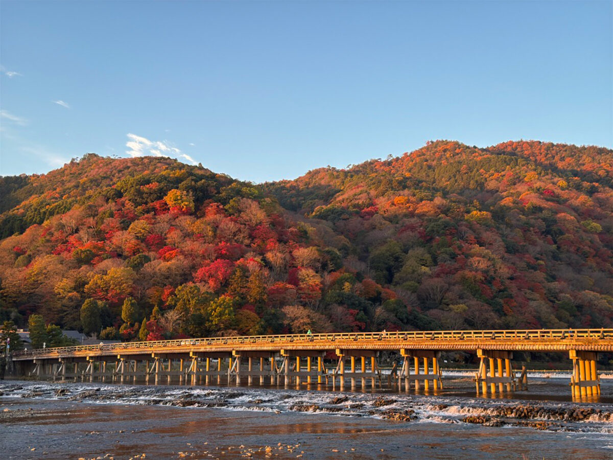 朝日に染まる渡月橋紅葉-5