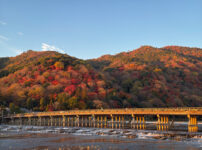 朝日に染まる渡月橋紅葉-5