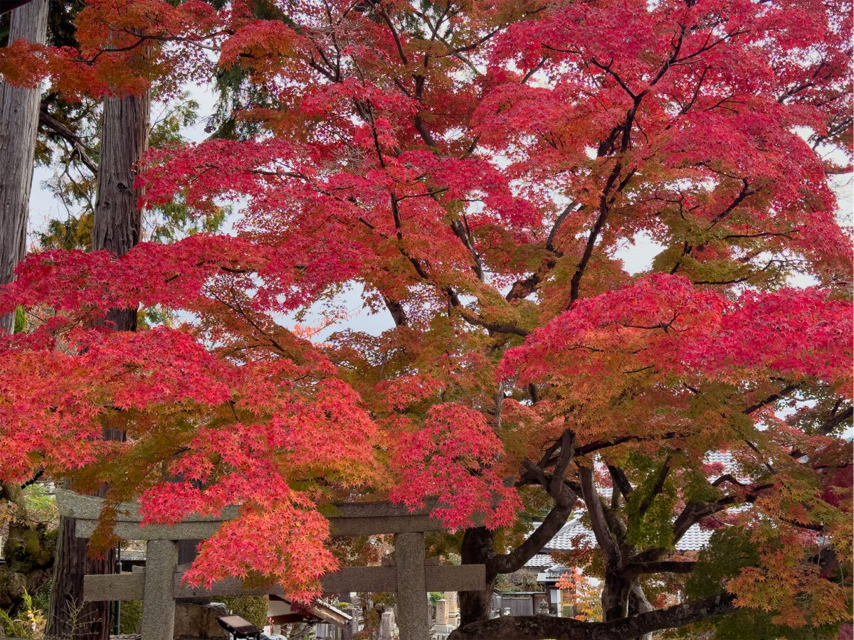 金戒光明寺紅葉-3