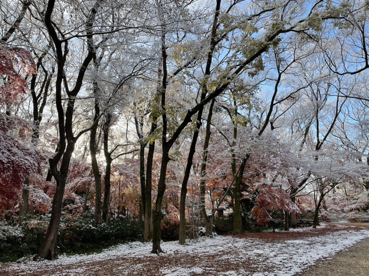 京都雪の糺の森