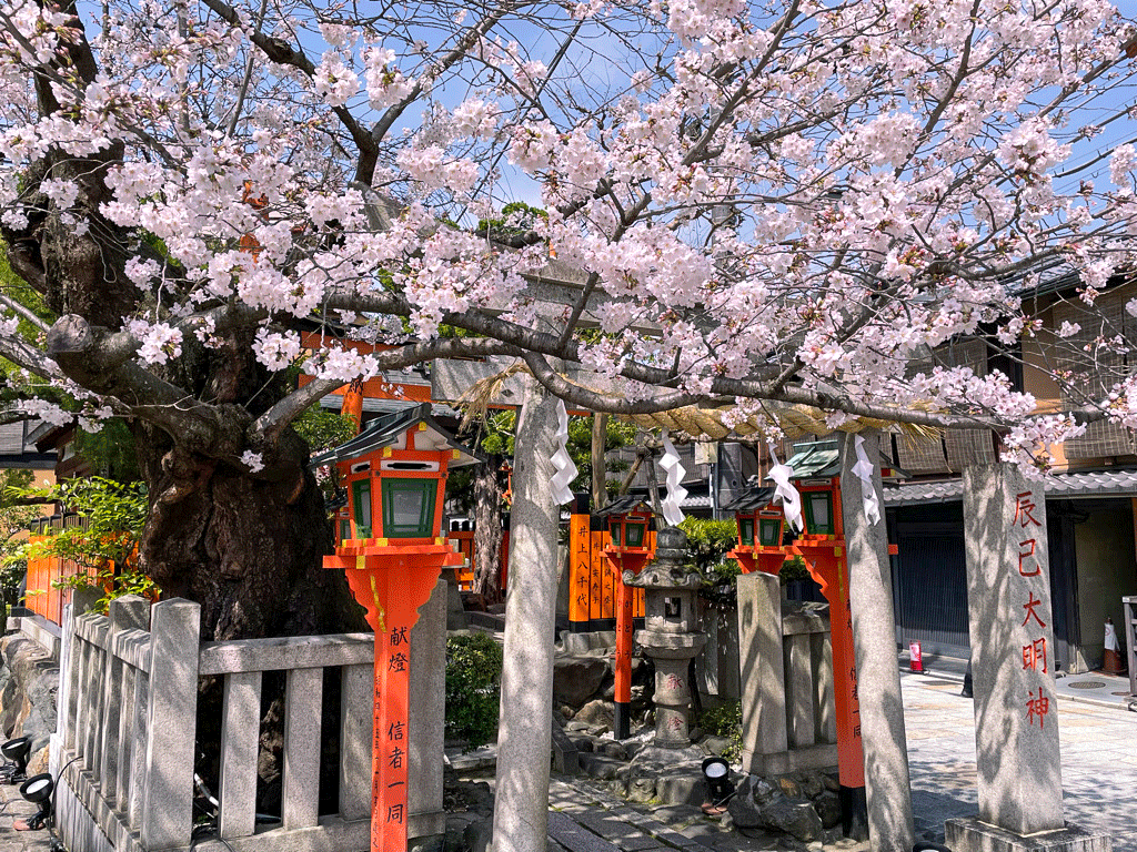祇園白川 桜