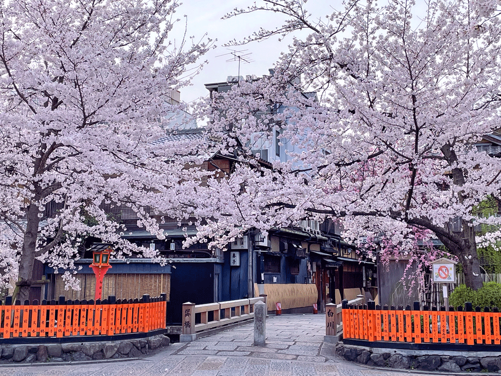 祇園白川 桜
