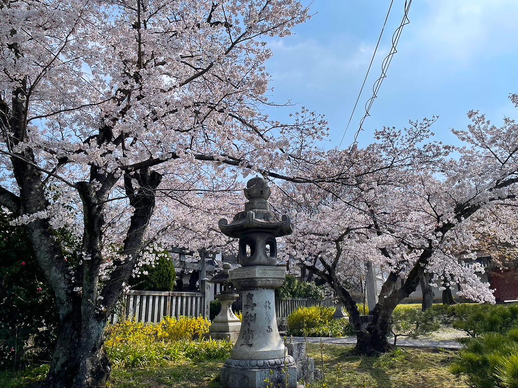 京都 真如堂の桜 2021