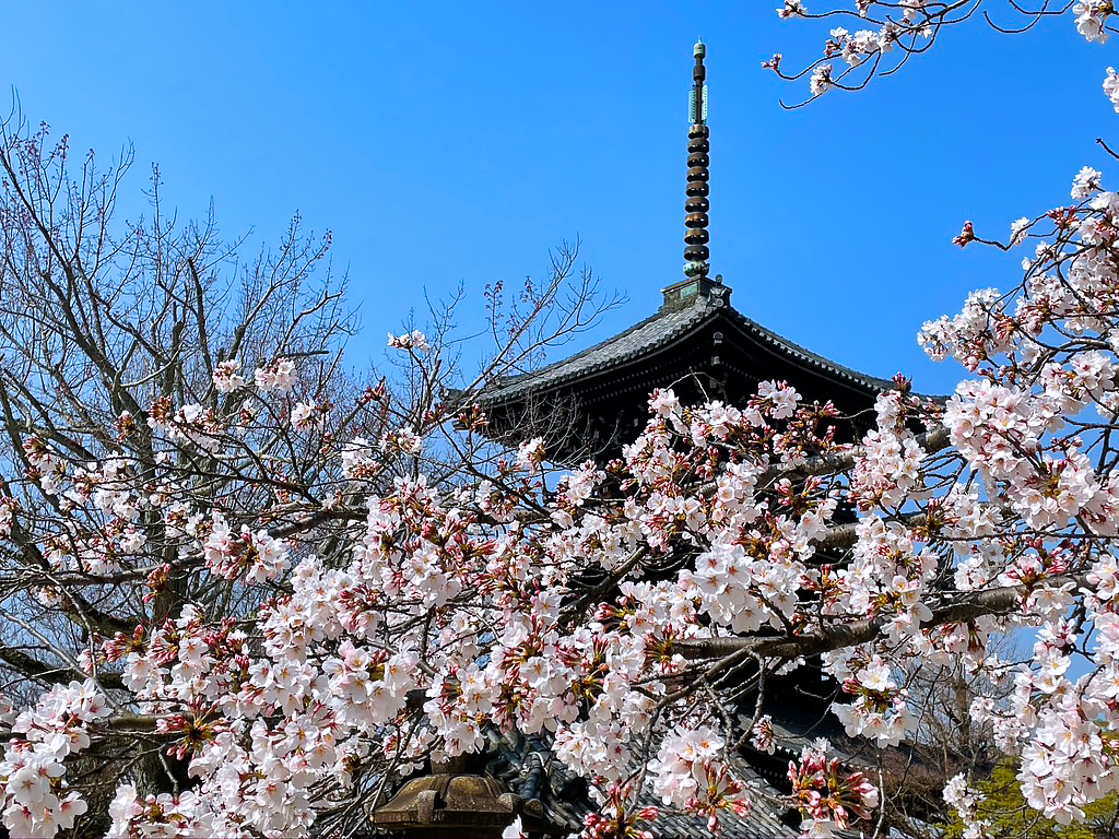 京都 真如堂の桜 2021