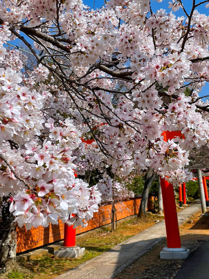 京都　竹中稲荷神社の桜