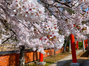 京都　竹中稲荷神社の桜