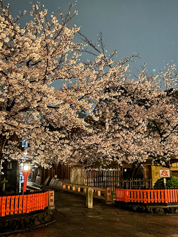 巽橋　桜