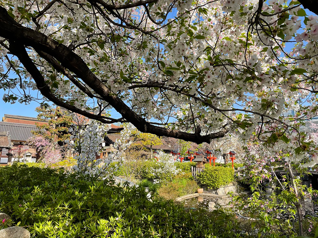 京都 六孫王神社 桜 10