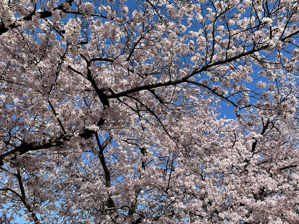 京都 六孫王神社 桜 12