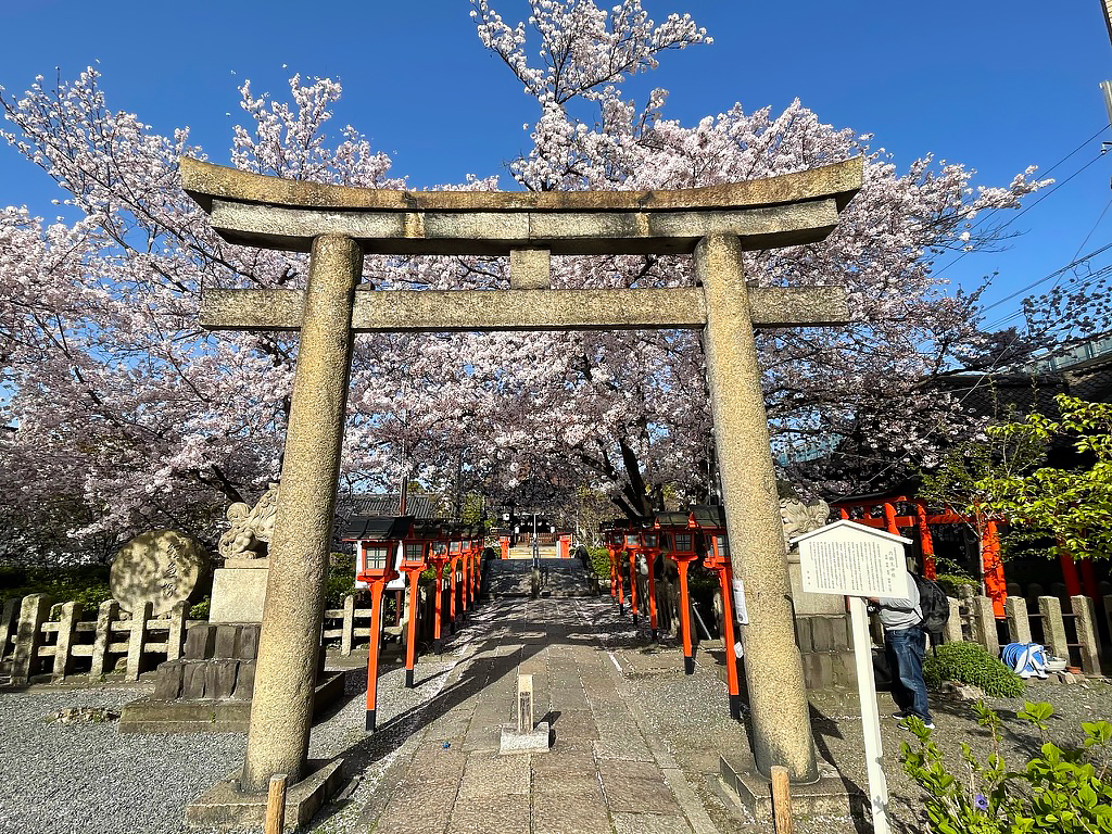 京都 六孫王神社 桜 2