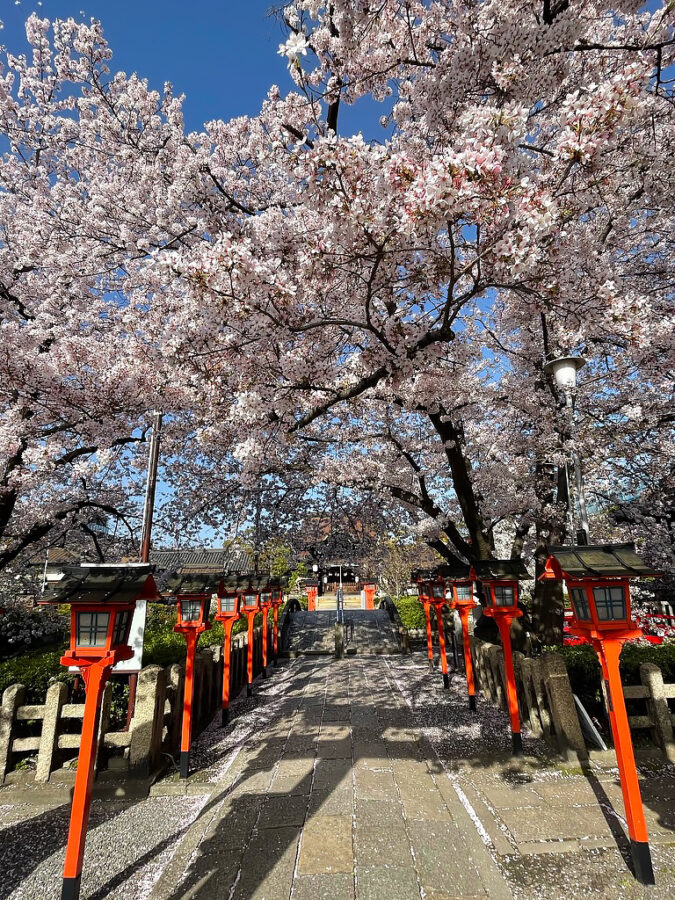 京都 六孫王神社 桜 3