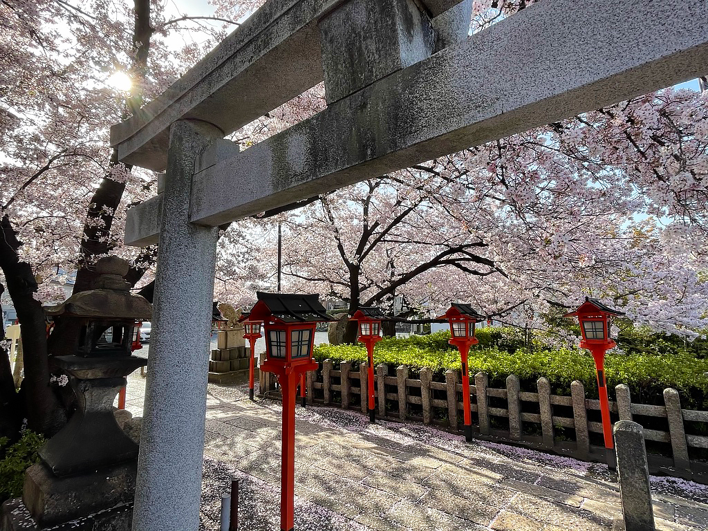 京都 六孫王神社 桜 5