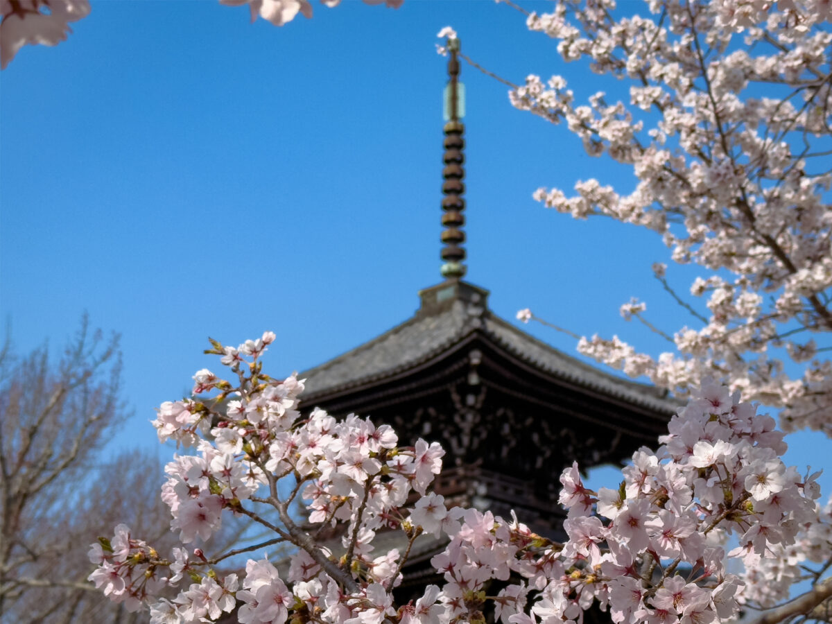 真如堂桜20250407-1