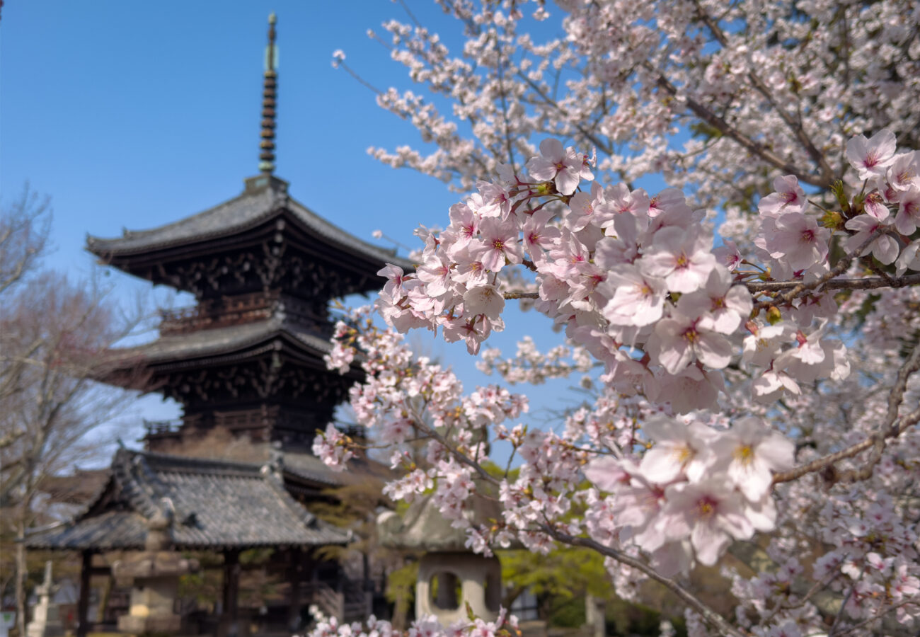 真如堂桜20250407-2