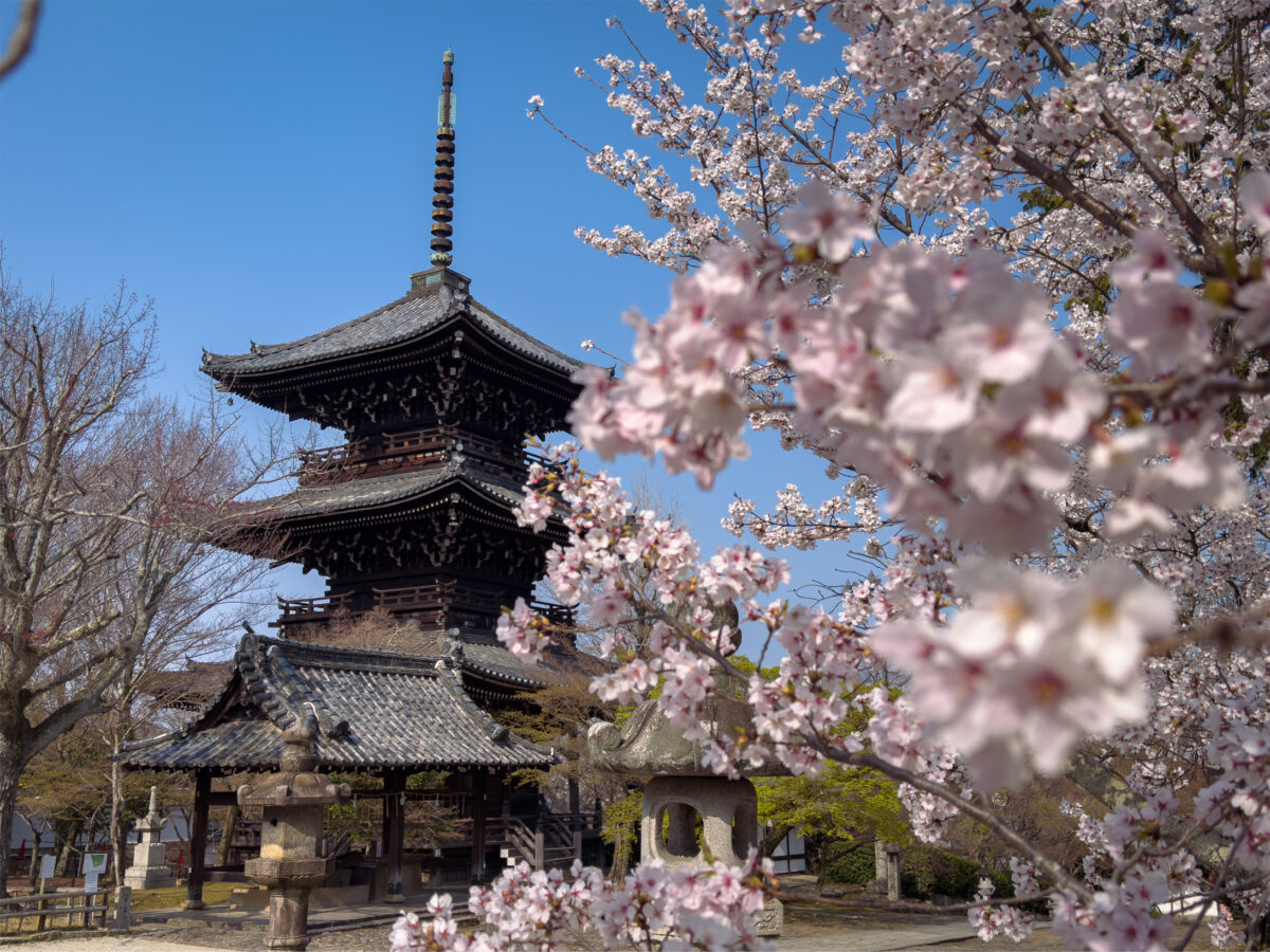 真如堂桜20250407-3