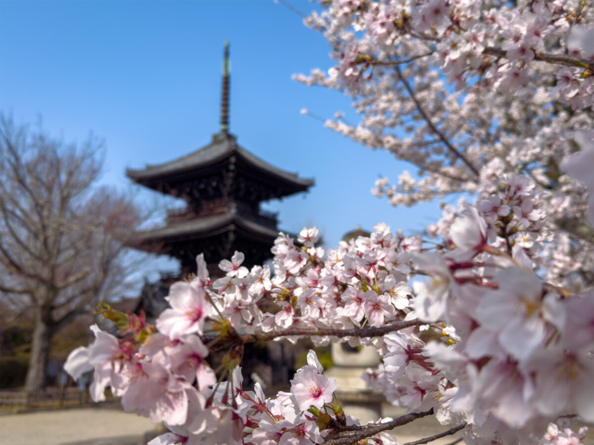 真如堂桜20250407-4