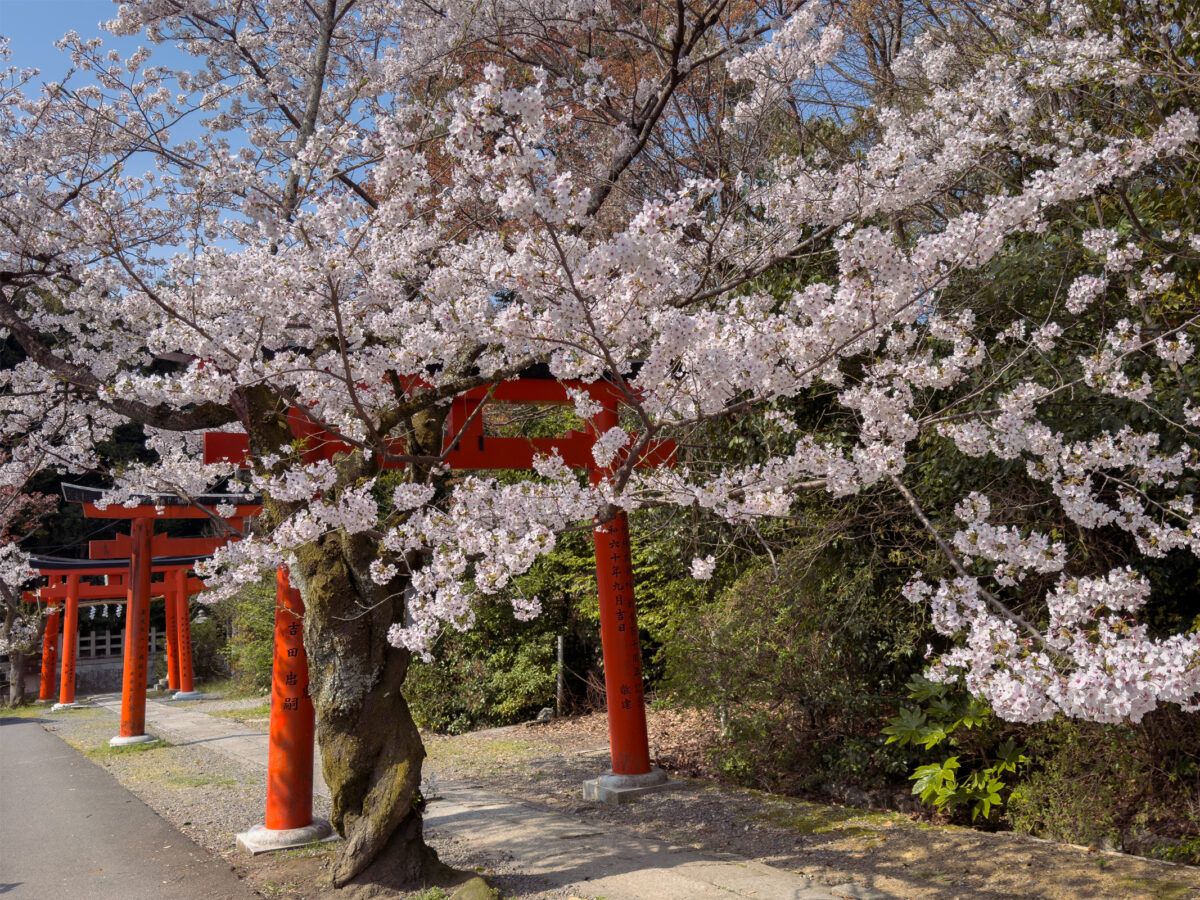竹中稲荷桜20250407-1