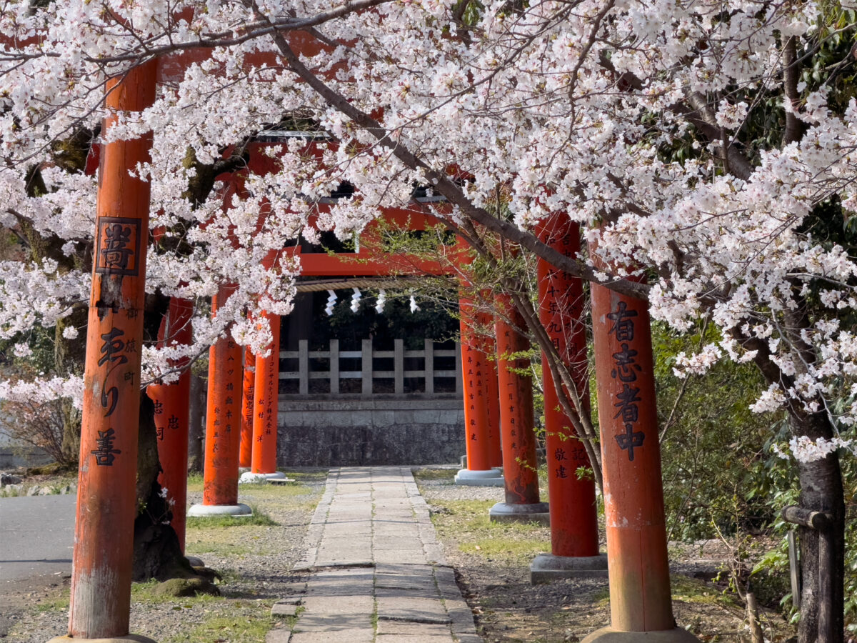竹中稲荷桜20250407-2
