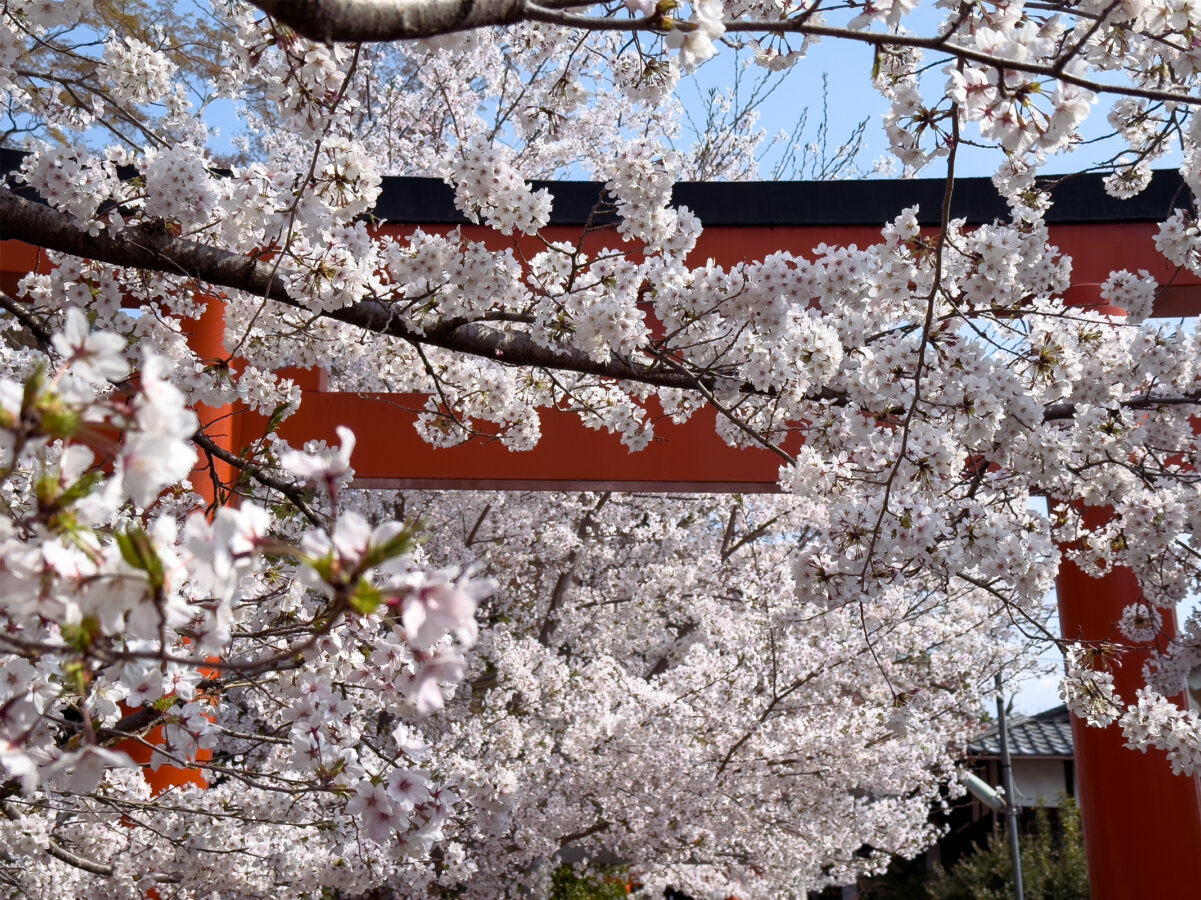 竹中稲荷桜20250407-3