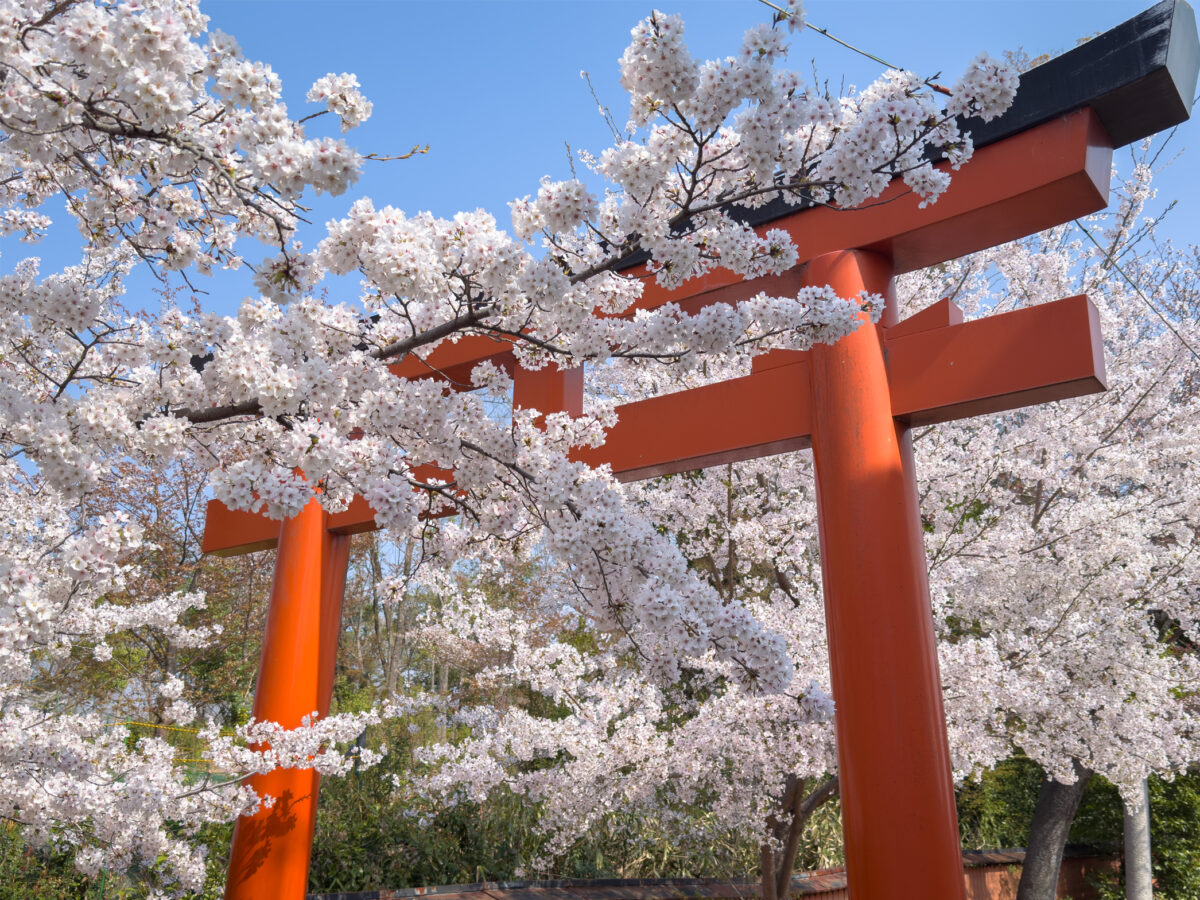 竹中稲荷桜20250407-4