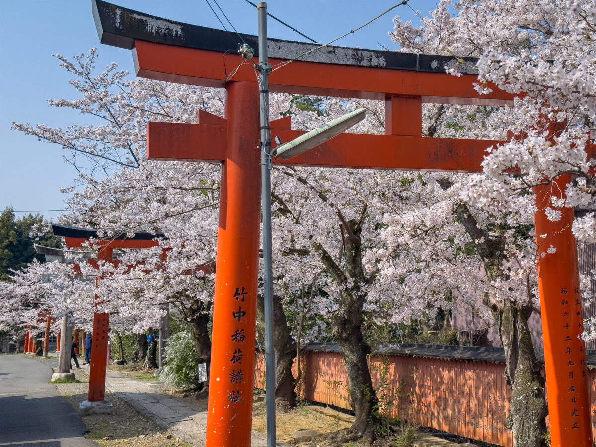 竹中稲荷桜20250407-5