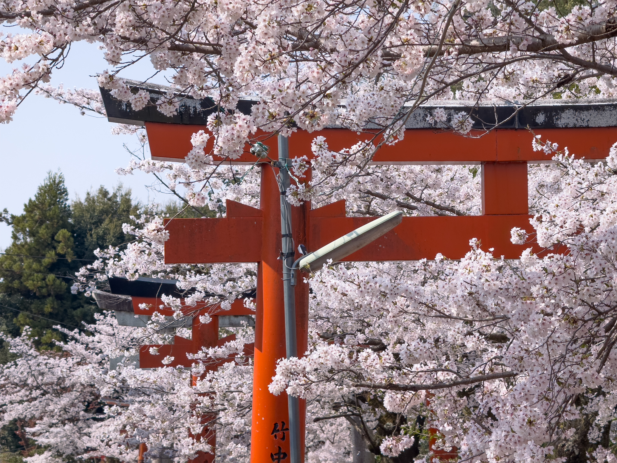 竹中稲荷桜20250407-6