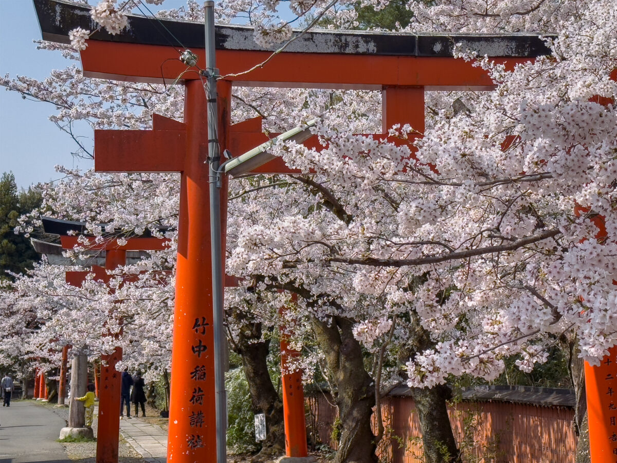 竹中稲荷桜20250407-7