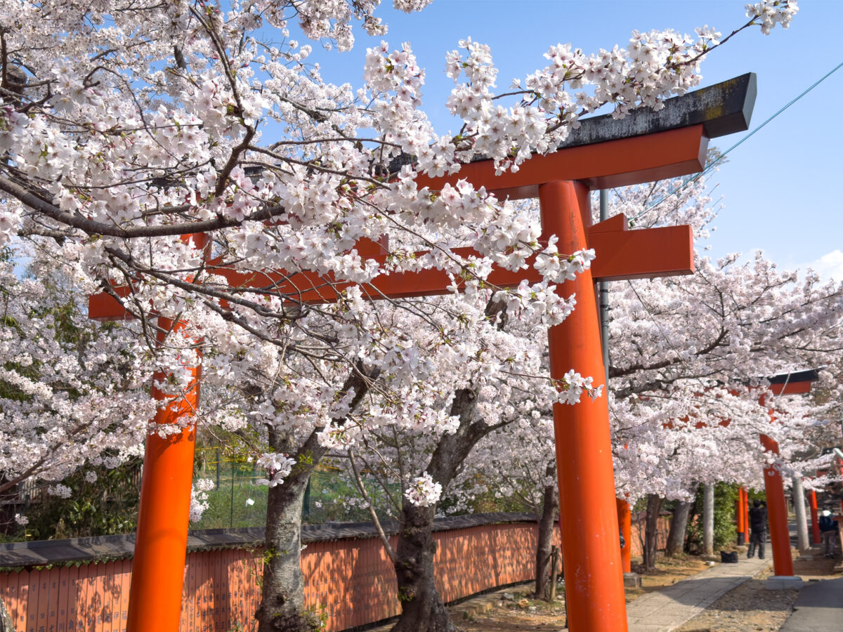 竹中稲荷桜20250407-8