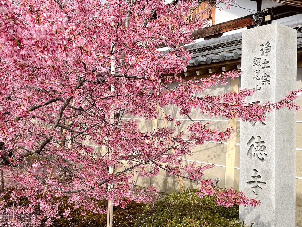 京都　長徳寺の桜